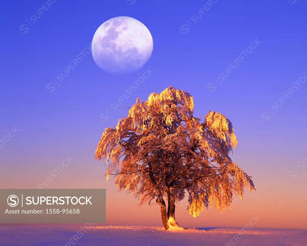 Winter landscape, tree, beech,  Fagus sylvatica, winters, moon, M,