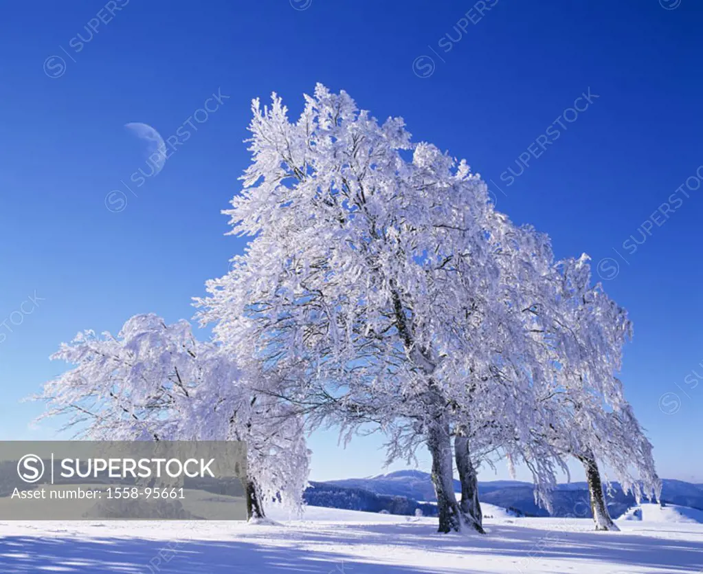 Winter landscape, trees, snow-covered,  Nature, moon, M,