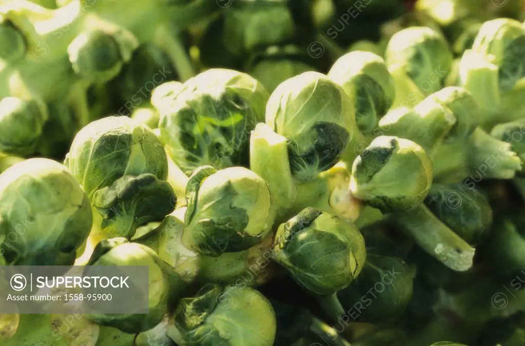 Rose cabbage, stalk, detail, little Rose,    Winter vegetables, vegetables, cabbage vegetables, cabbage, rung cabbage, garden cabbage, Brassica olerac...