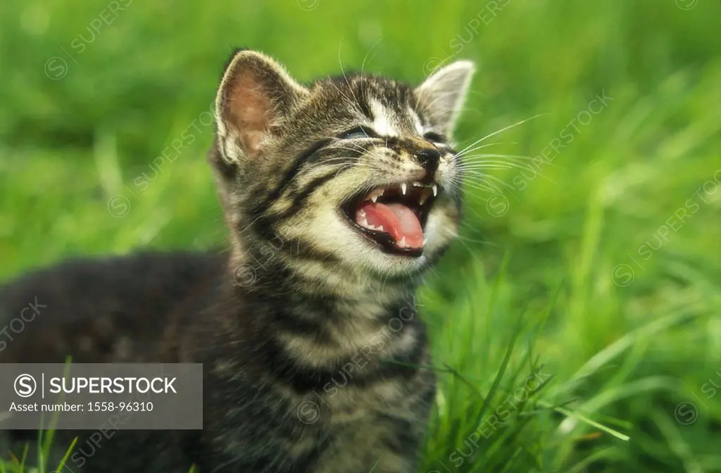 Meadow, kittens, maunzen, portrait,    Animal portrait, animal, mammal, pet, house cat, cat, young, young, animal child, fur, striped, Lautgebung, meo...