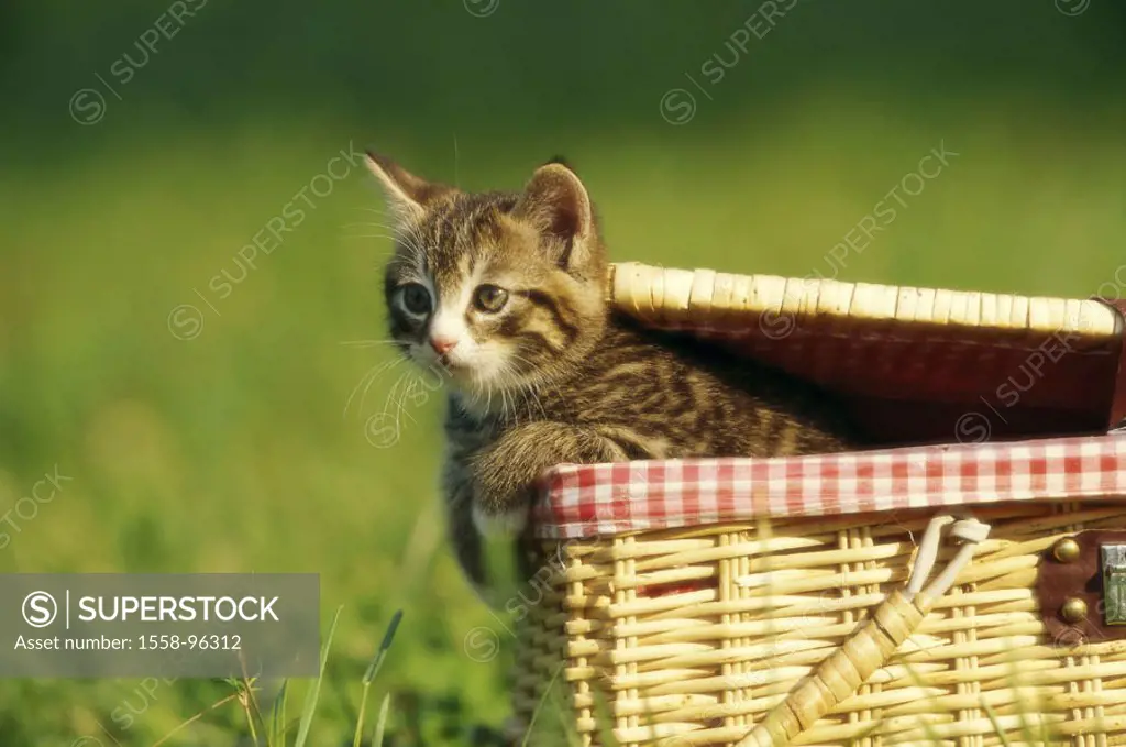 Meadow, picnic basket, kittens, curious,  Portrait,   Animal portrait, animal, mammal, pet, house cat, cat, young, young, animal child, fur, striped, ...