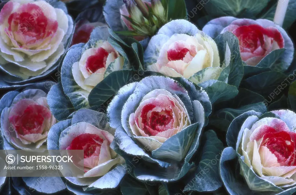 Ornament cabbage, detail, blooms,    Plants, leaf vegetables, cabbage, Brassica oleracea var. acephala, feather cabbage, breeding form, ornamental pla...