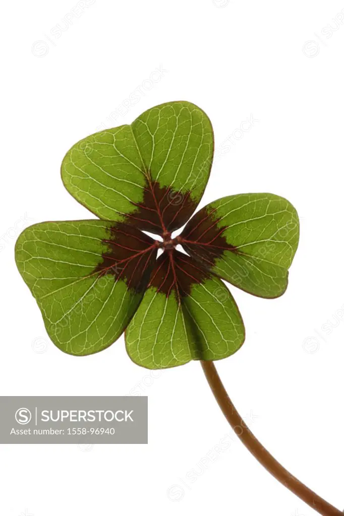 four-flaky shamrock, Oxalis deppei,    Plant, ornament clover, clover, four-flaky, abandoned, green, lucky clover, symbol, luck, superstition, lucky c...