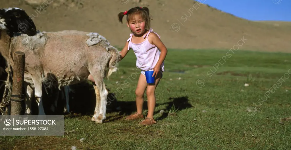 Mongolia, steppe, girls, sheep, milks, , Central Asia, child, 3 years, underwear, standing, gaze camera dark-haired animal pet usefulness animal, shee...