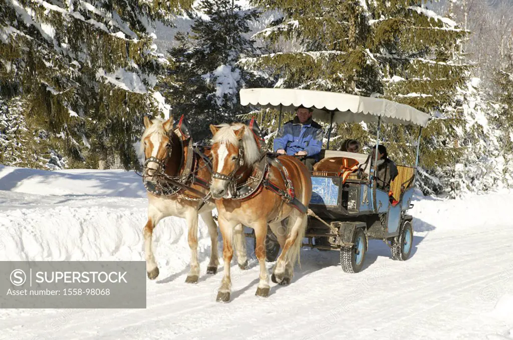 Winter landscape, horse carriage, couple, young, ride in an carriage,   Series, landscape, carriage, horses, Kutschpferde, Haflinger, enjoying coachme...