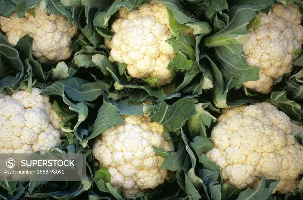 Cabbage heads, cauliflower, Brassica  oleracea variety botrytis,   Plants, vegetable plants, vegetables, vegetable cabbage, cabbage, Infloreszenzkohl,...