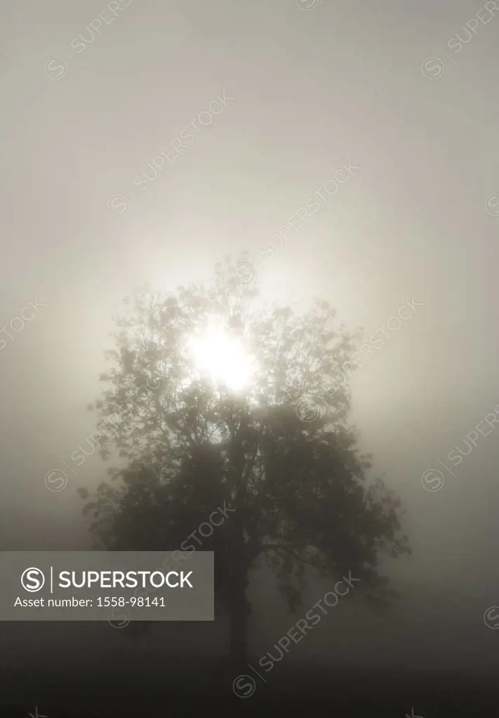 Deciduous tree, fogs, back light, autumn,    Tree, solitaire tree, individual, detached, nature, season, autumnal, detached, changes, change, dismal, ...