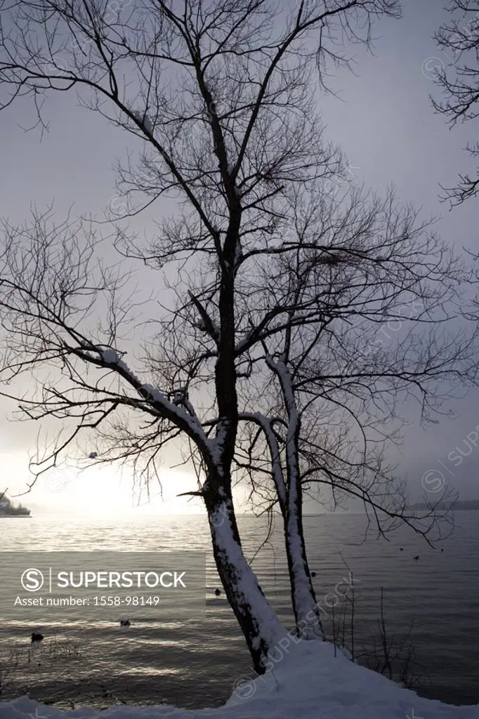 Shores, deciduous tree, lake view,  Sunrise, fogs, winters,   Waters, sea, shores, trees, gaze, wideness, distance, morning sun, morning mood, morning...