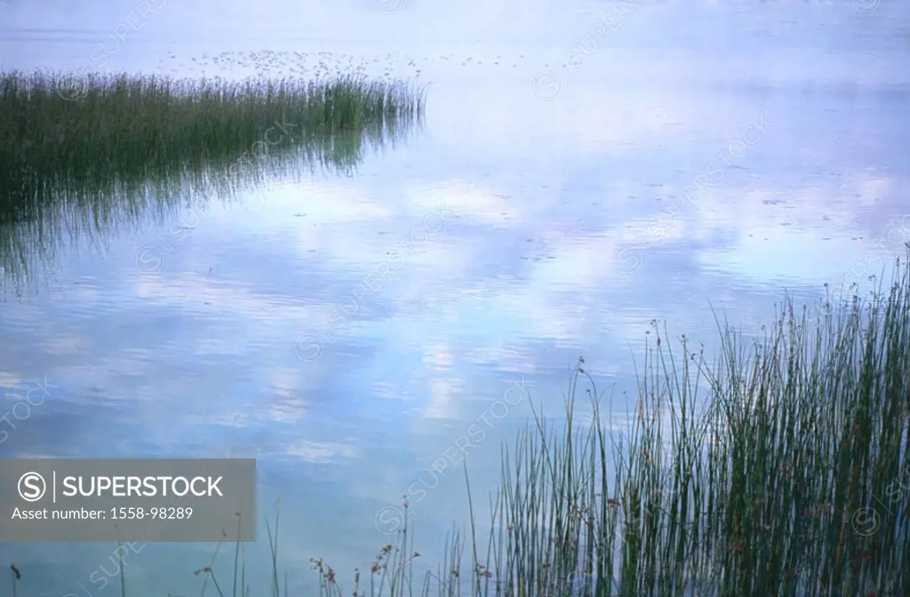 Sea, reed, reflection, clouded sky, Twilight, summer,   Waters, riparian zone, shores, water surface, water, reflection, heaven, know-blue, clouds, pl...
