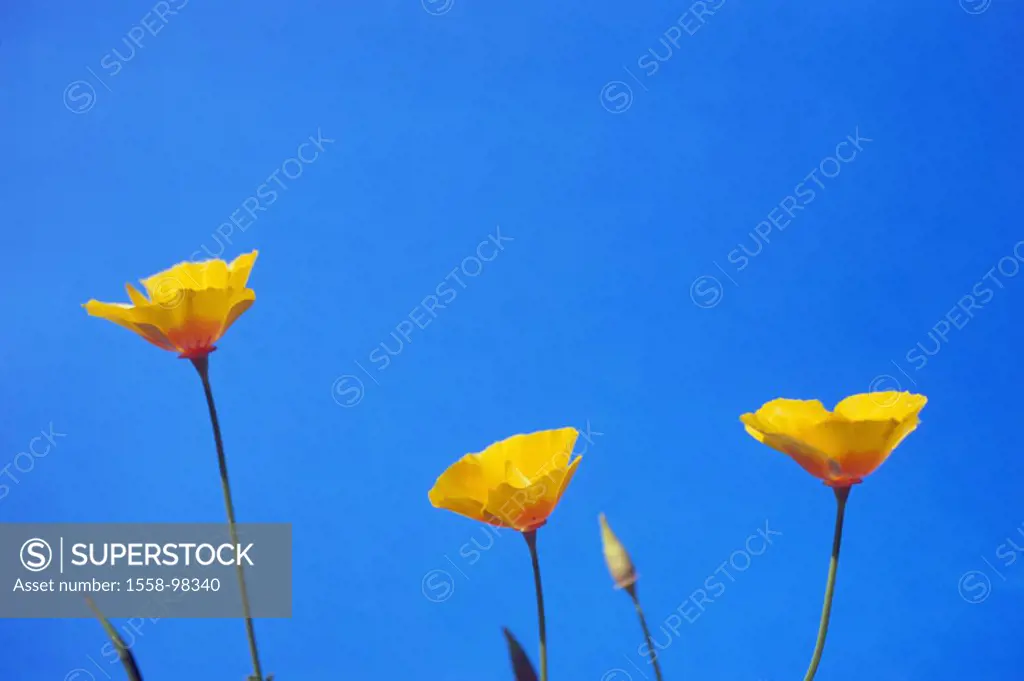 Flowers, gold poppy, Eschscholzia californica, detail, blooms, orange, heaven, Plants, ornamental plants, garden plants, garden flowers, summer flower...