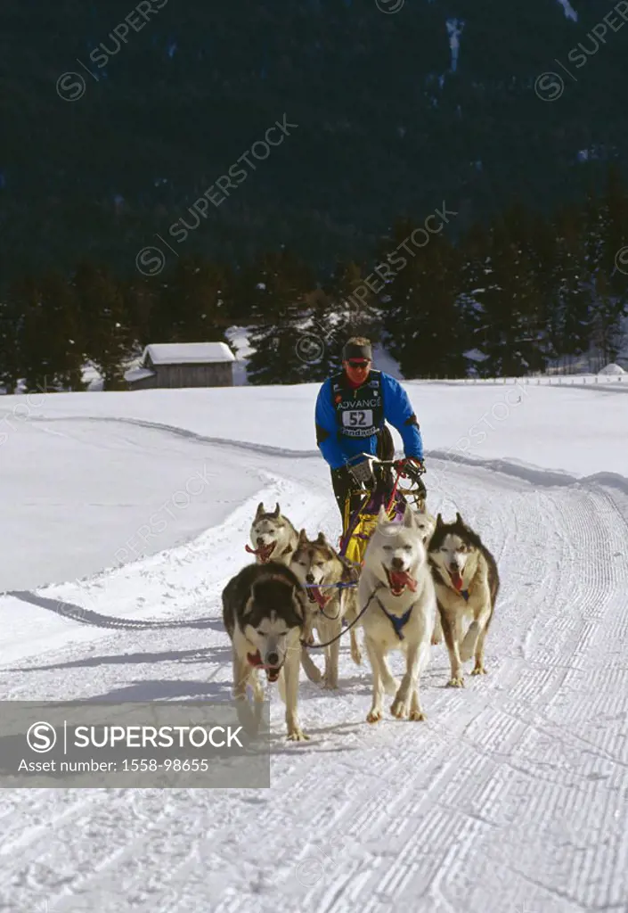 Winter landscape, dog sleighs,    Winters, nature, season, snow, snow surface, sport, hobby, winter sport, dog sport, animals, sleigh dogs, dogs, runn...