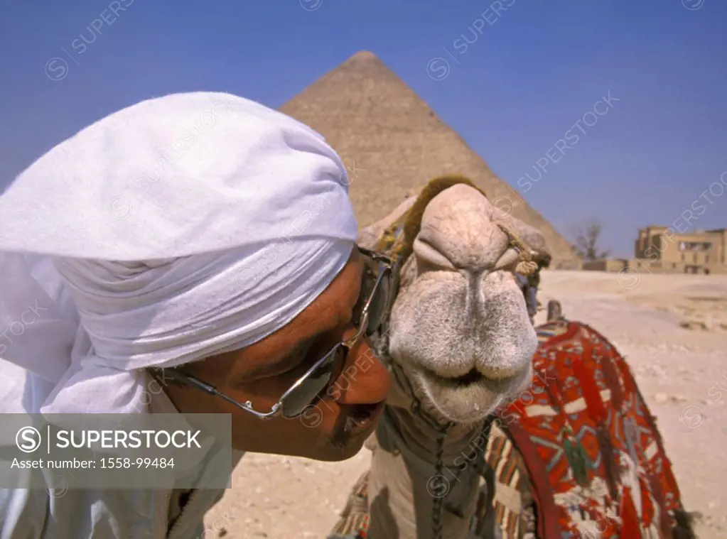 Egypt, Gizeh, Cheops-Pyramide, Bedouin, camel, detail, kisses, , Pyramid, grave, shrines, historically, landmarks sight UNESCO-World Heritage Site, cu...