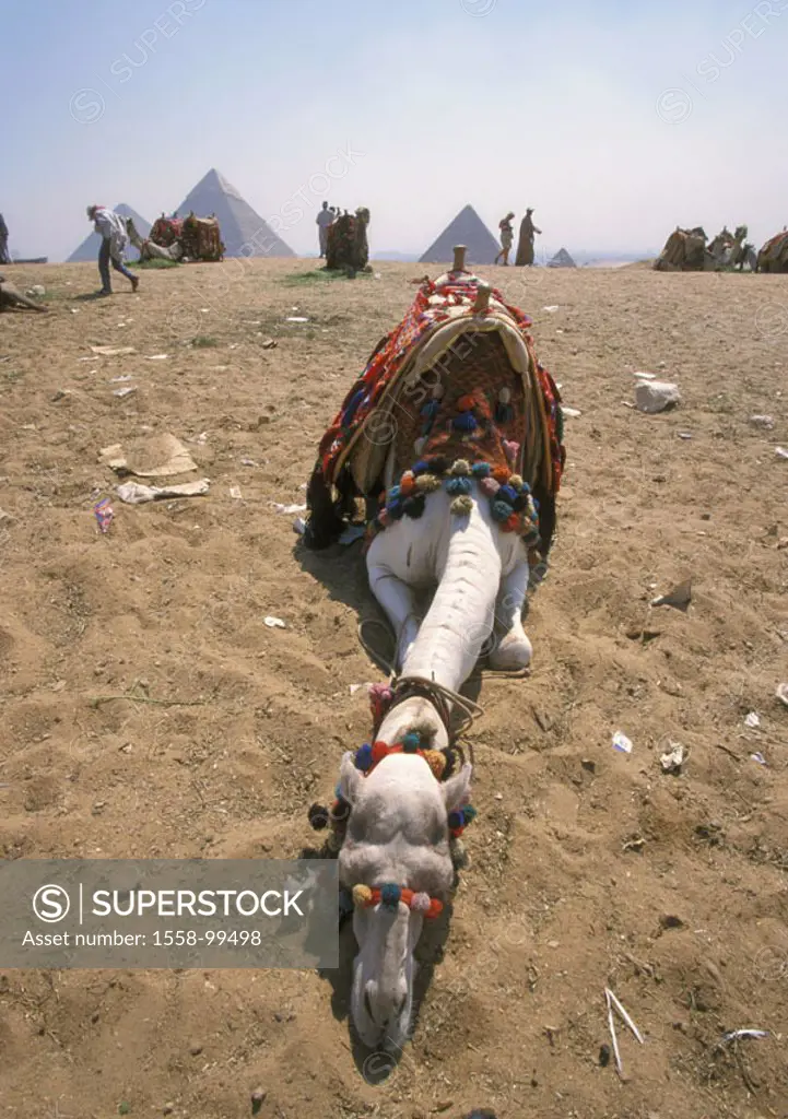 Egypt, Gizeh, pyramids, foreground, lie camel, sand, resting, Bedouins,   Pyramids, diggers, shrines, constructions, historically, landmarks, sight, a...