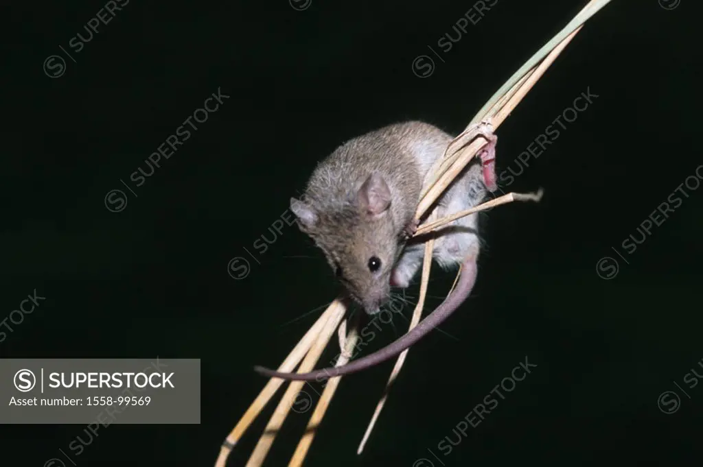 Mouse, stalks, climbs,    Animal, mammal, rodent, house mouse, mash musculus domesticus, grains, stems, stalk, grain stems, grain stalks, clings, hold...