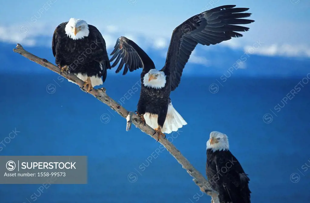 Know head marine eagles, Haliaeetus leucocephalus,  three, branch, sit,   USA, Alaska, Homer, Kachemak bay, wildlife, animals, birds, eagles, wild ani...