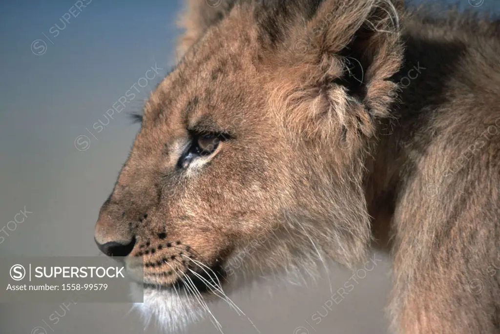 Lion, Panthera Leo, young,  Portrait, on the side,   Animal, wild animal, carnivore, predatory cat, mammal, wildlife, Wildlife, big cat, lion-young, a...