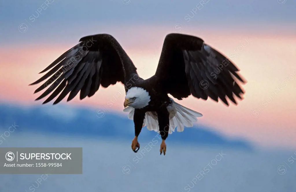 Know head marine eagles, Haliaeetus leucocephalus,  Flight, morning mood,   USA, Alaska, Homer, Kachemak bay, wildlife, animal, bird, eagles, wild ani...
