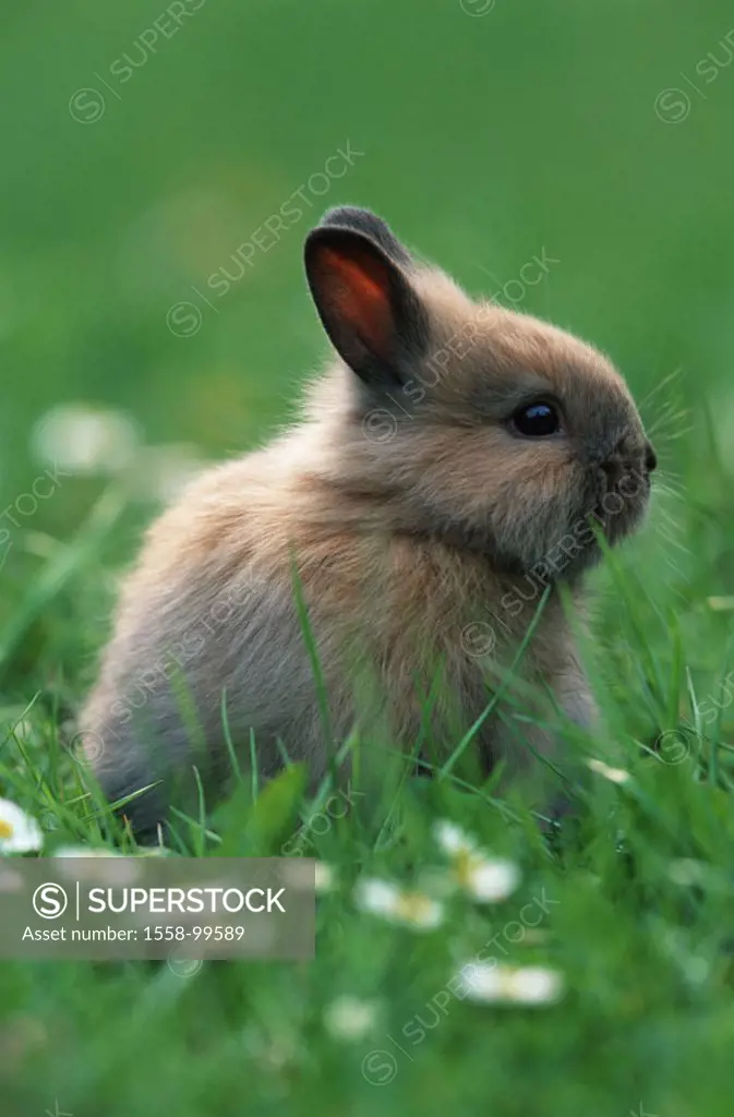 Dwarf rabbits, young, meadow,  sitting, on the side,   Grass, animal, pet, mammal, rodent, rabbits, little hare, animal children, small, cute, soft, c...