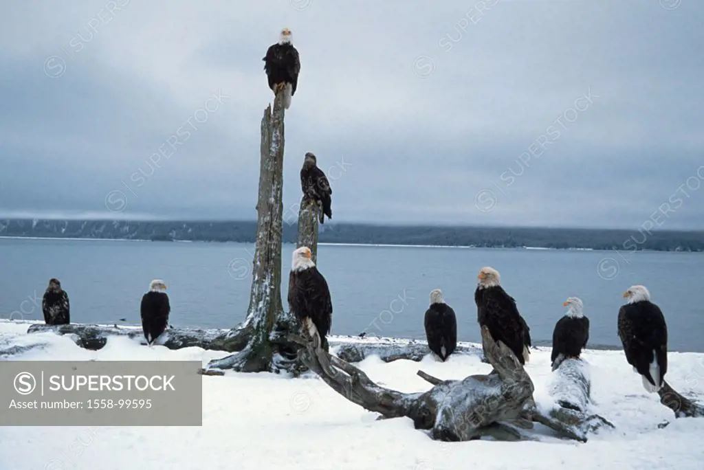 Know head marine eagles, Haliaeetus leucocephalus,  Coast, branch, snow, sitting,   USA, Alaska, Homer, Kachemak bay, wildlife, animals, birds, eagles...