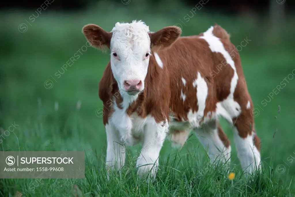 Calf, meadow,    Animal, mammal, usefulness animal, livestock, cow, house cow, cow, young, Kuhkalb, little calf, Rotbunte, stain livestock, animal chi...