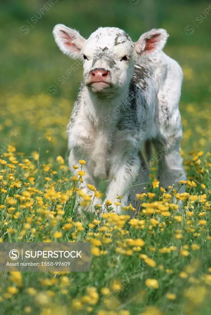 Calf, Blumenwiese,    Animal, mammal, usefulness animal, livestock, cow, house cow, cow, young, Kuhkalb, little calf, white, dirty, cutely, freely, an...