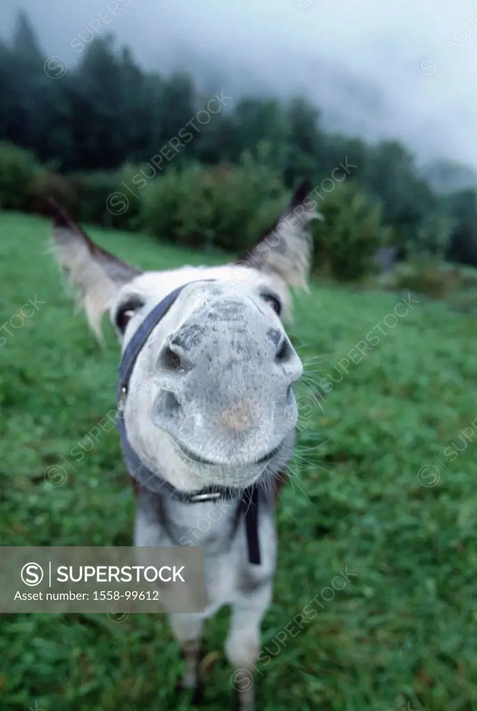 Meadow, donkeys, white, gaze camera,  Close-up,   Animal, mammal, usefulness animal, load animal, mount, pasture, detail, head, halters, nose, nostril...