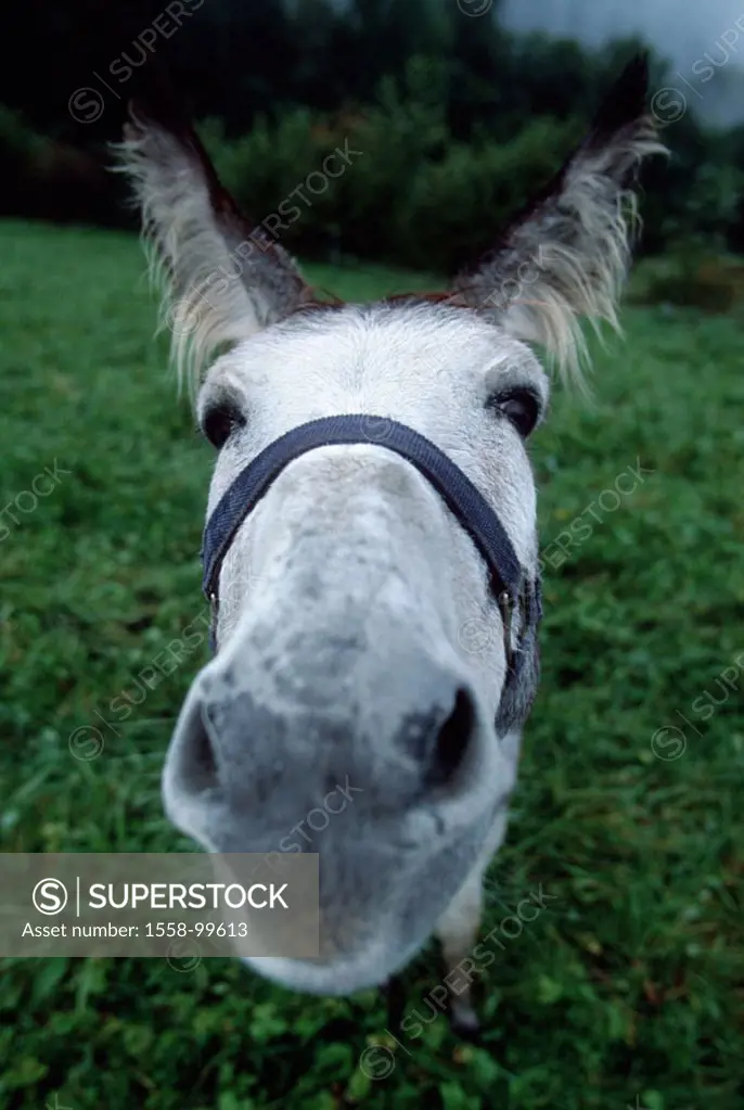 Meadow, donkeys, white, gaze camera,  Close-up,   Animal, mammal, usefulness animal, load animal, mount, pasture, detail, head, halters, nose, nostril...