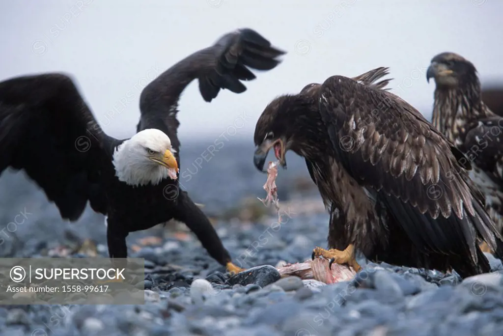 Know head marine eagles, Haliaeetus leucocephalus,  two, Altvogel, squab, dispute, food,  Feed,  USA, Alaska, Homer, Kachemak bay, wildlife, animals, ...