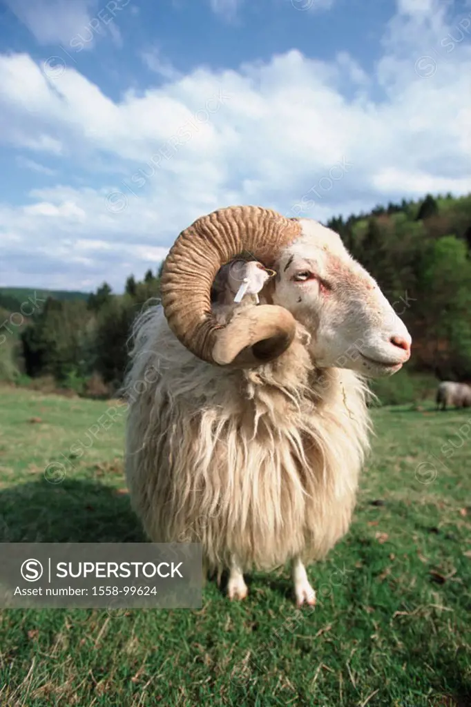 Meadow, ram, Heidschnucke,    Animal, mammal, usefulness animal, livestock, sheep, buck, male, white, Aries, horned, horns, swung, impressively, anima...