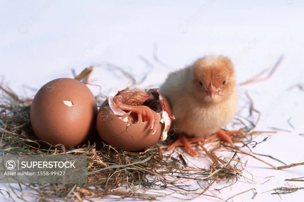 Hen´s eggs, chicks, eggshell,  slips,   Studio, animal, animal children, usefulness animal, poultry, birds, young, hen chicks, egg, eggs, peel, shatte...