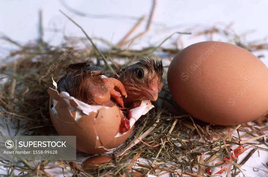 Hen´s eggs, chicks, eggshell,  slips,   Studio, animal, animal children, usefulness animal, poultry, birds, young, hen chicks, egg, eggs, peel, shatte...