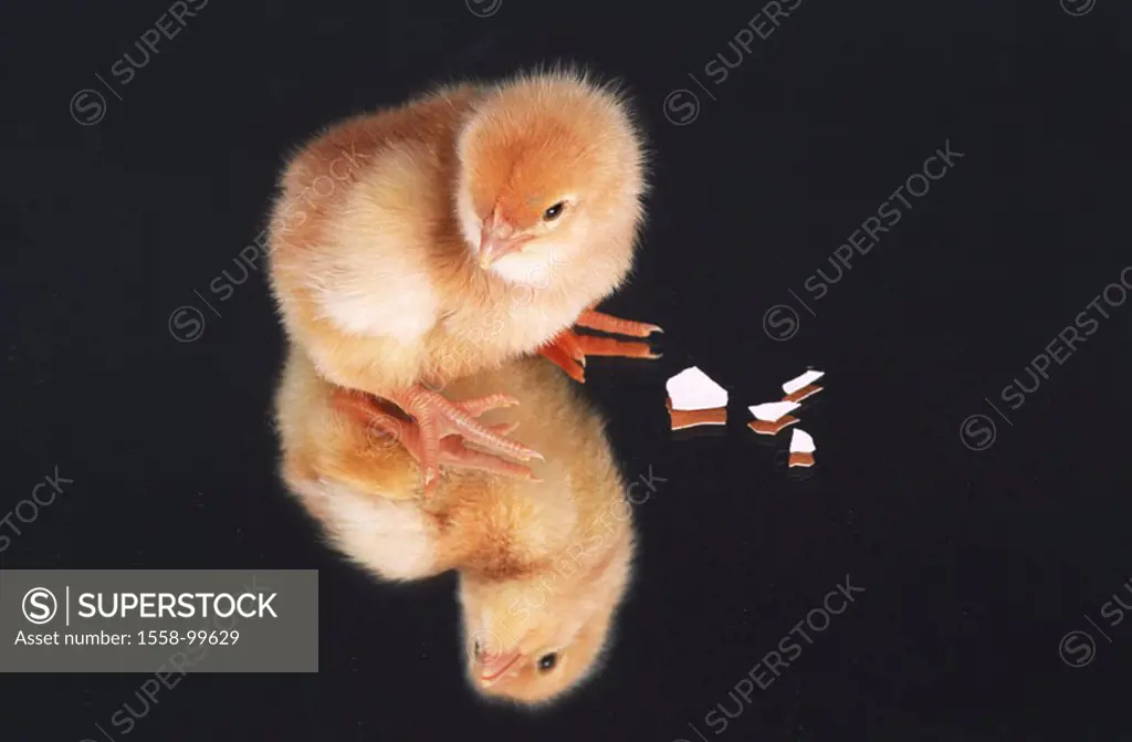 Chicks, slipped, eggshell, remains,  Studio,   Animal, animal children, usefulness animal, poultry, bird, young, hen chicks, small, cute, soft, woolly...