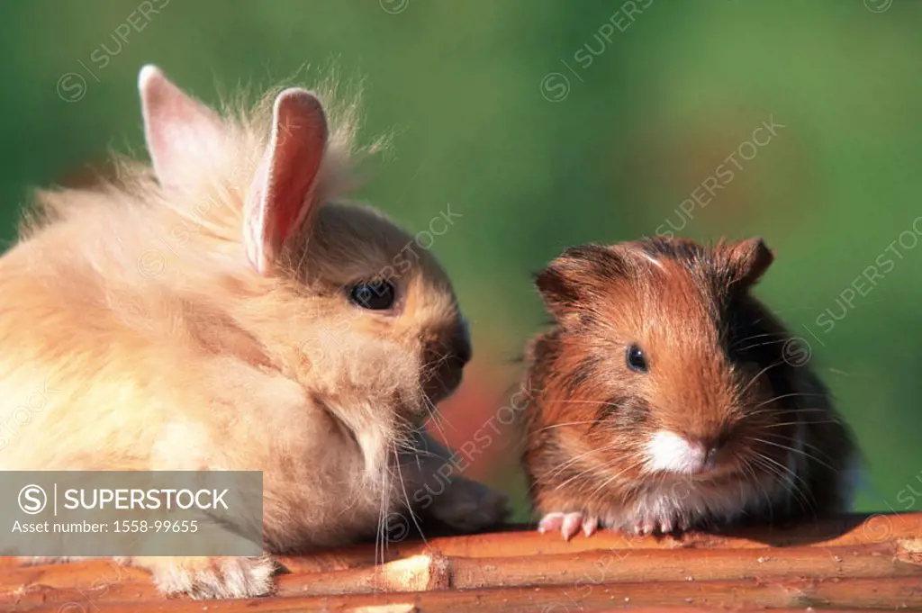 Dwarf rabbits, guinea pigs,  Young, side by side,   Animals, mammals, pets, two, small, cute, soft, cuddly, brown, house guinea pigs, animal children,...