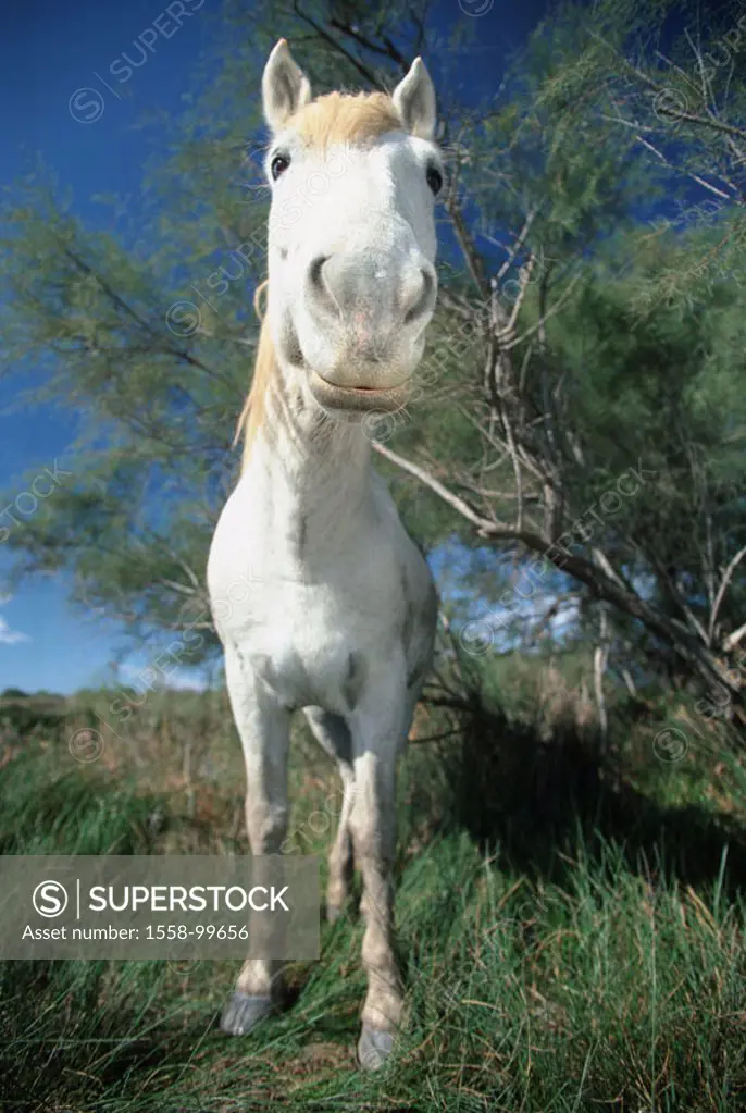 France, Camargue-Pferd, meadow,  stand, gaze camera,   Animal, mammal, Camargue, horse, wild horse, wild, free-living, white, mold, horse race, Equus,...
