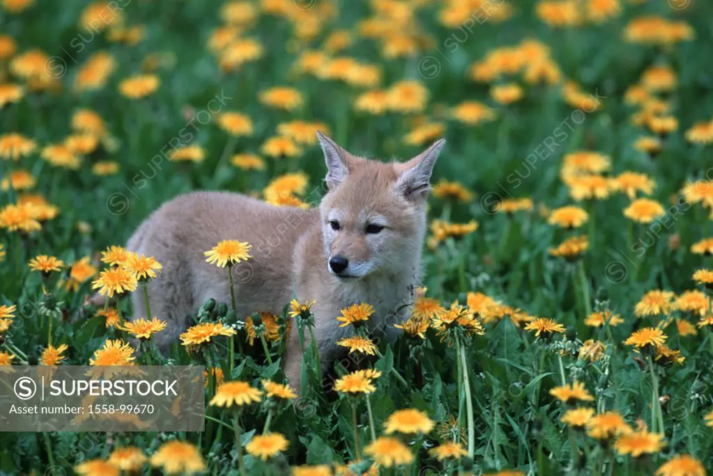 Coyote, Canis latrans, young,  Flower meadow,   Meadow, flowers, dandelion, coyote, animal, wild animal, mammal, carnivore, predatory cat, wildlife, W...