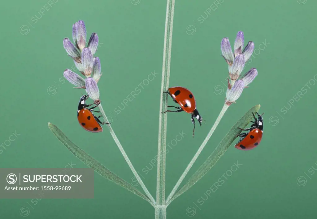 Lavenders, detail, seven point  Ladybugs, Coccinella septempunctata,  on the side,  Series, flower, blooms, stems, animals, insects, bugs, lucky bugs,...