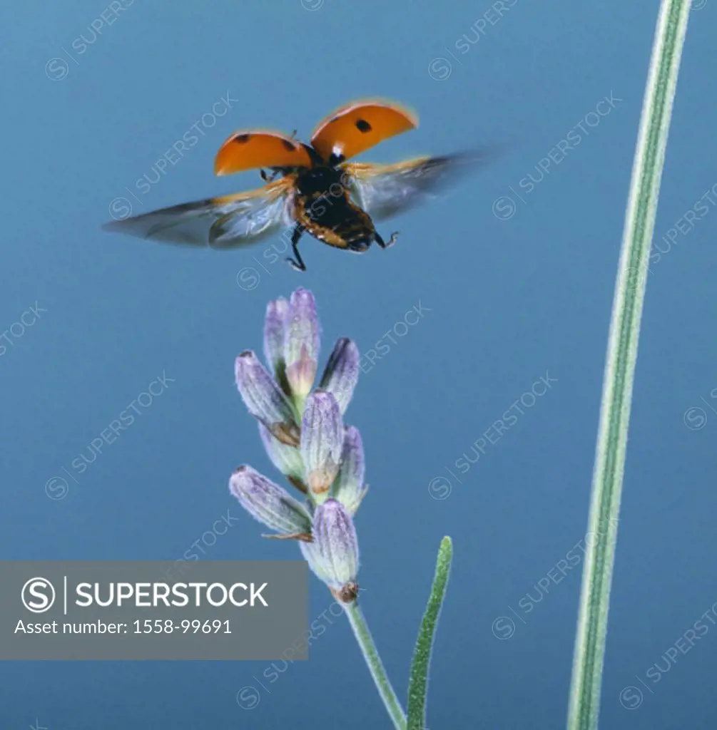Lavenders, detail, bloom, seven point,  Ladybugs, Coccinella septempunctata,  Flight, ,  Series, flower, blooms, animal, insect, bugs, lucky bugs, Lor...