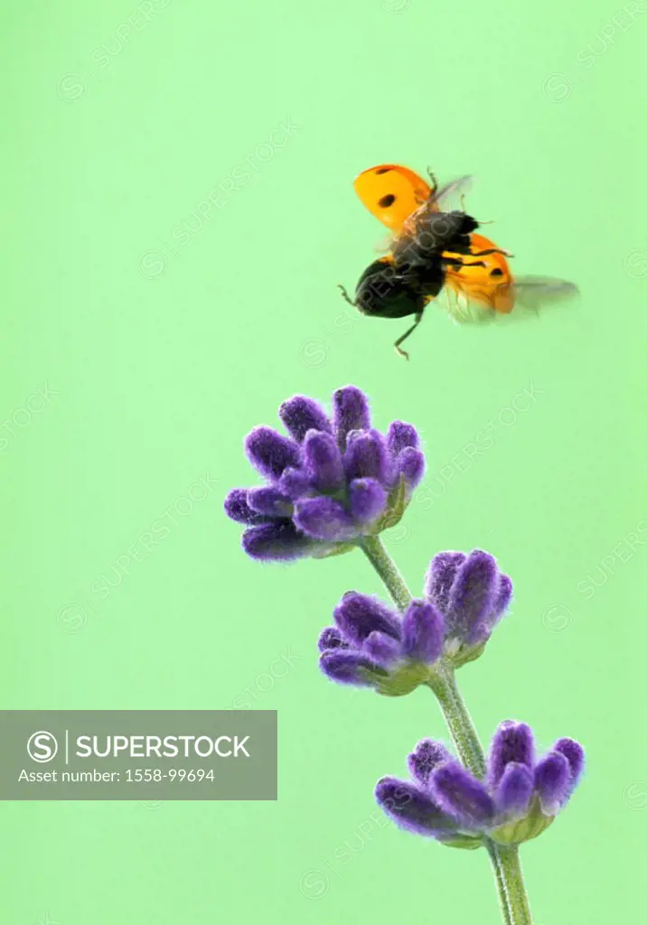 Lavenders, detail, blooms, seven point,  Ladybugs, Coccinella septempunctata,  Flight,  Series, flower, animal, insect, bugs, lucky bugs, Lord bugs, f...