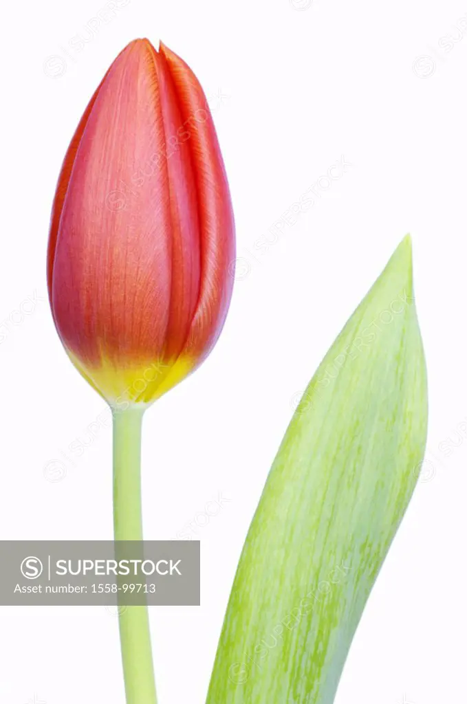Tulip, Tulpia spec., Detail, bloom, red,  Leaf,   Series, plant, flower, lily plant, slice flower, tulip bloom, prime, ornament flower, in the spring ...