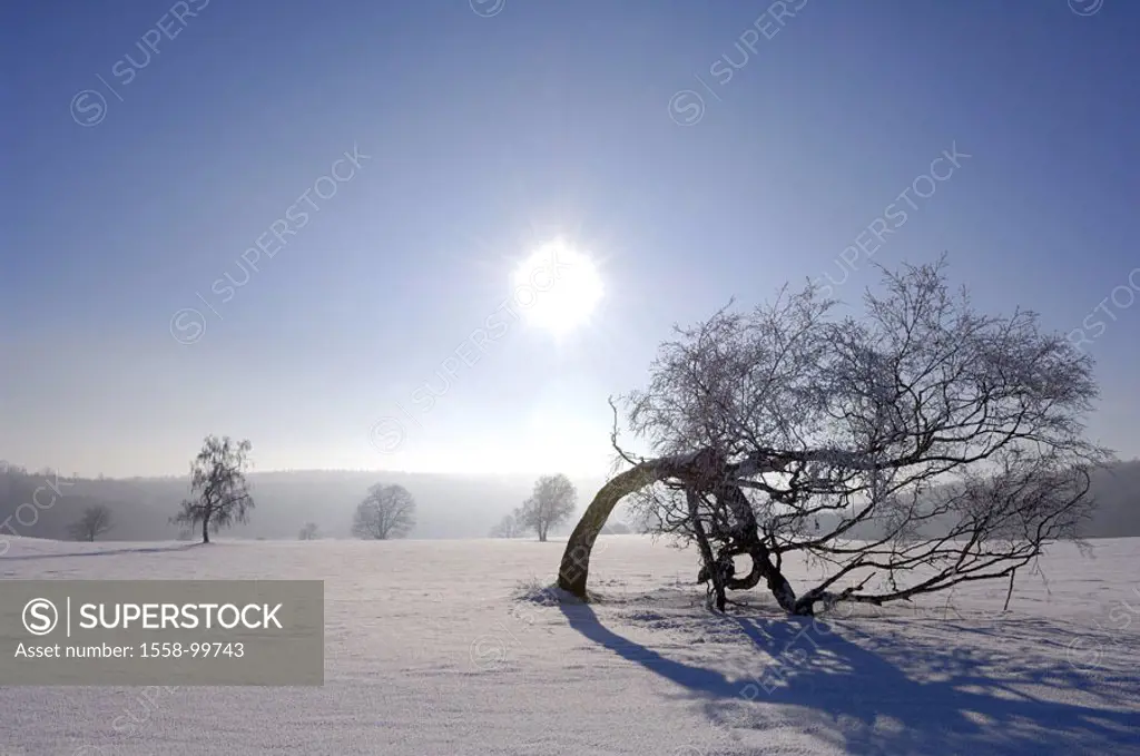 Winter landscape, , Betula  pendula, wind growth, back light,   Series, landscape, tree, deciduous tree, solitaire tree, plant, bog birch, birch, leaf...