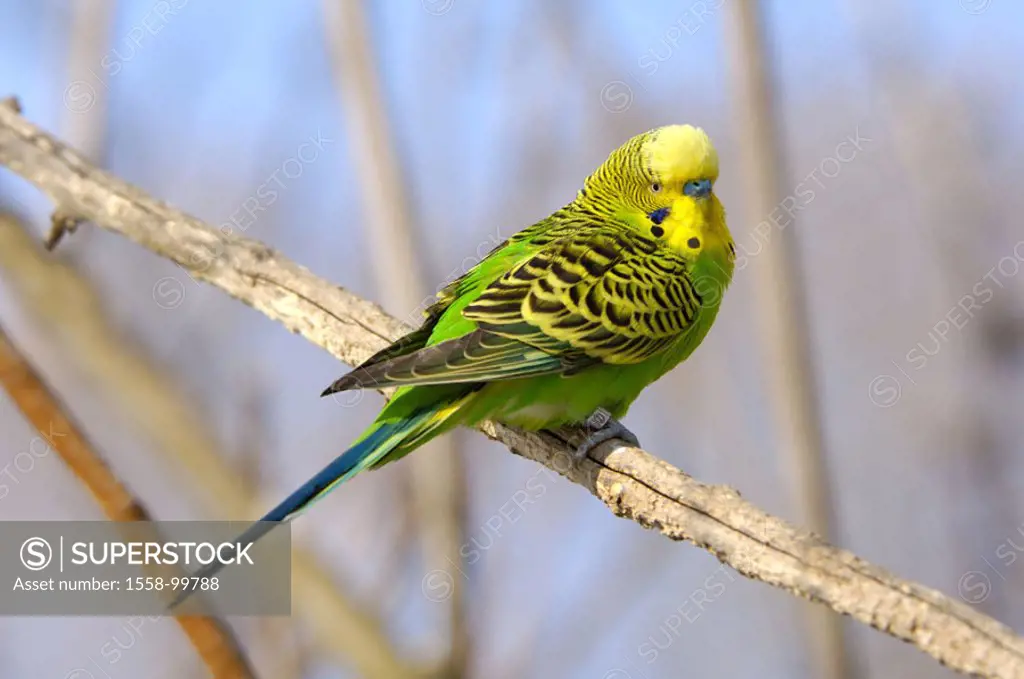Two, budgerigar, Melopsittacus undulatus, green-yellow, vigilance,   Animal, bird, parakeet, branches, parrot bird, pet, foot, ring, , rings green, ye...