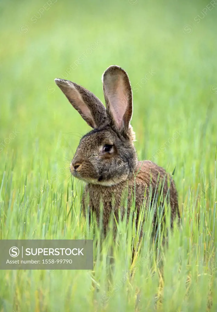 Meadow, hare, vigilance,    Grass, animal, mammal, rabbits, rabbit race, race rabbits, breeding rabbits, ´German giant´, stall hare, animal husbandry ...