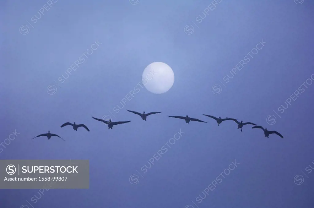 Sun, silhouette, gray geese,  Anser anser, flight, fogs,  M,  Animals, geese, fly, side by side, formation time of day sunrise, morning mood, mist, ...
