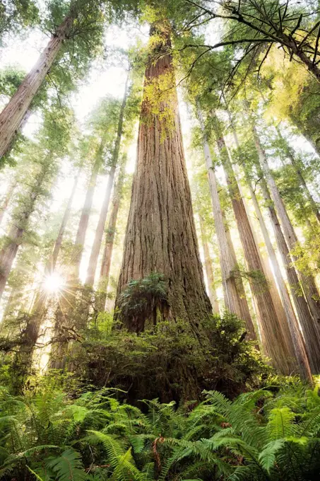 The USA, America, Redwoods, California, tree, sun, back light, size, back light, trunk, big, light, morning,