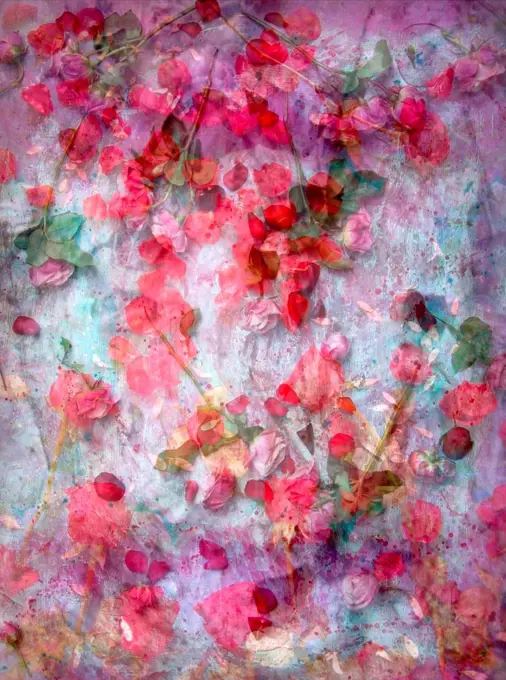 dreamy photographic layer work of red roses,