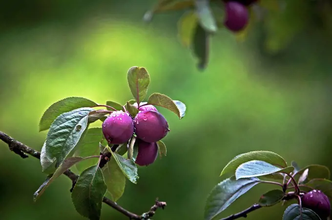 Apple tree, Bavaria, Upper Bavaria, Germany