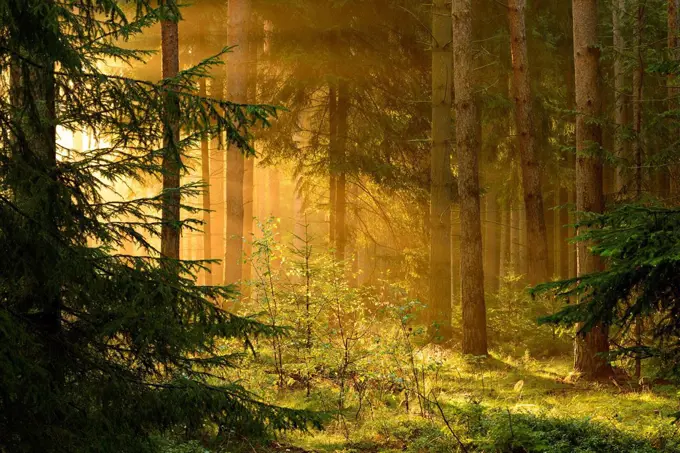 Germany, Thuringia, Saale-Holzland-Kreis, sunrays in the spruce forest