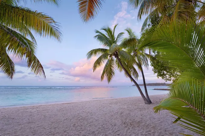 Guadeloupe, the Caribbean, France, beach, pest, Caravelle, Anse, Pointe de l'Accul, palms, sea, sunrise,