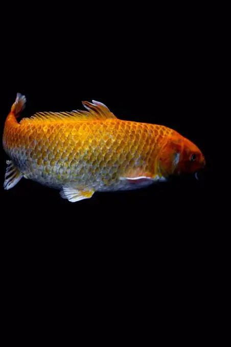 Goldfish in front of black background