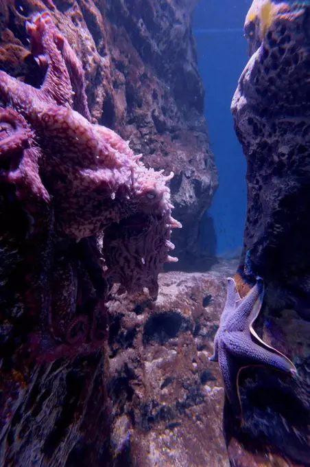 Octopus, Den Blå Planet, Blue Plante Aquarium, Copenhagen, Denmark